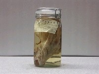 藏品(魔鬼簑鮋)的圖片